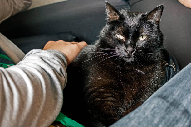 istock black cat sits on the man's lap and squints with pleasure 1172644991