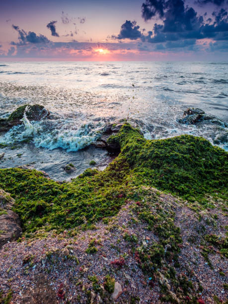 istock Seaweed on the beach with sunrise on the background. 1172646870