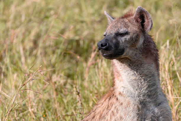 istock Spotted hyena in Masai Mara ,Kenya. 1172647817
