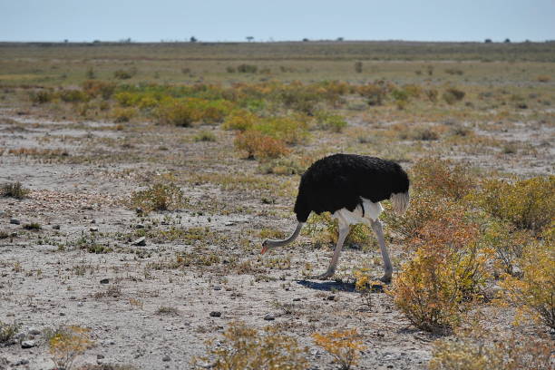 istock Ostrich in Etosha National Park. Namibia. 1172647851