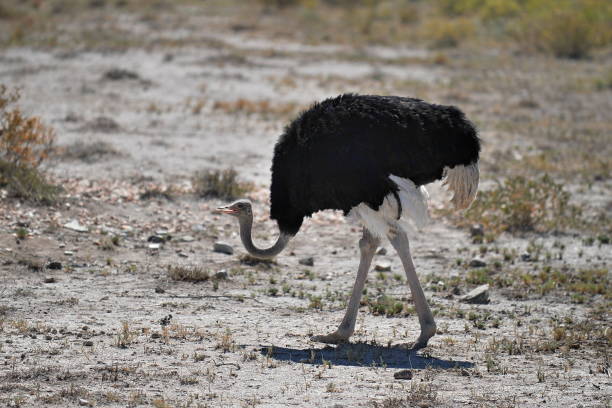 istock Ostrich in Etosha National Park. Namibia. 1172647896