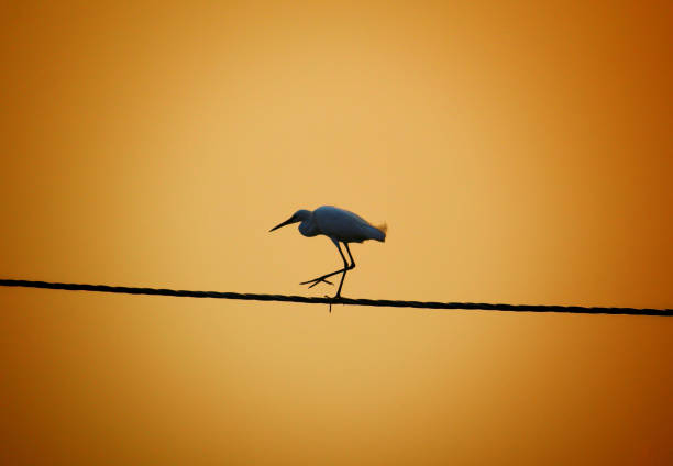 egret standing on cable with beautiful sky at background