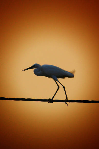Egret bird standing on cable in beautiful sunset sky