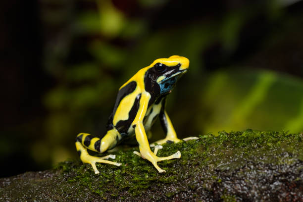 istock Dyeing poison arrow frog 