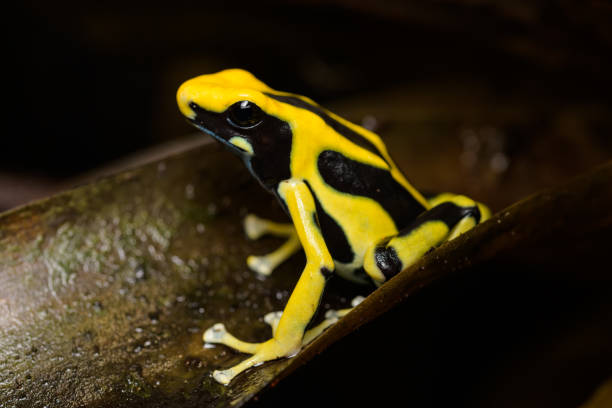 istock Dyeing poison arrow frog 