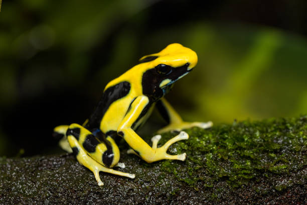 istock Dyeing poison arrow frog 