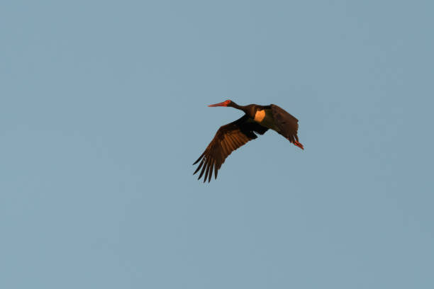 istock European black stork 1172649078