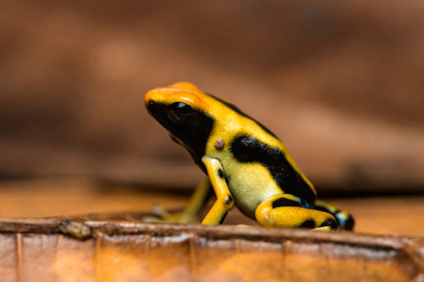 istock Dyeing poison arrow frog 