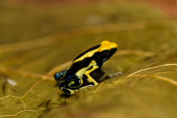 istock Dyeing poison arrow frog 