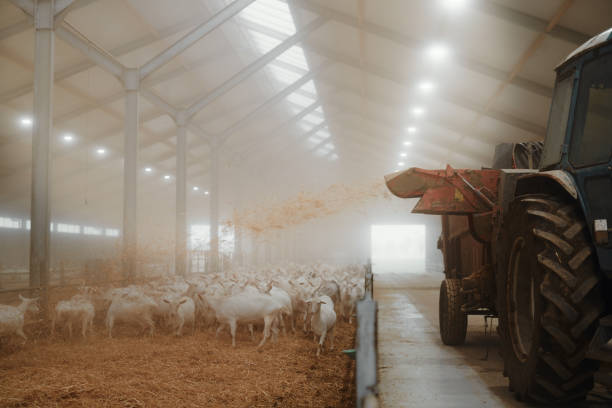 Have at it guys Shot of a tractor being operated on a goat farm sheep shed stock pictures, royalty-free photos & images