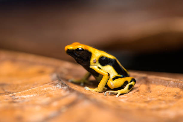 istock Dyeing poison arrow frog 