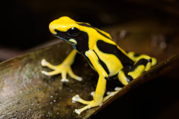 istock Dyeing poison arrow frog 