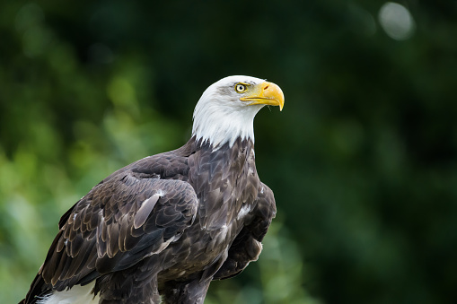 A majestic bald eagle perches confidently in a bare tree