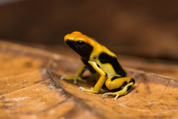 istock Dyeing poison arrow frog 