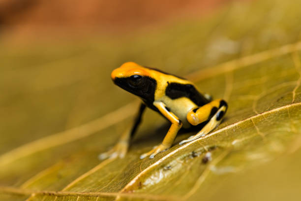 istock Dyeing poison arrow frog 
