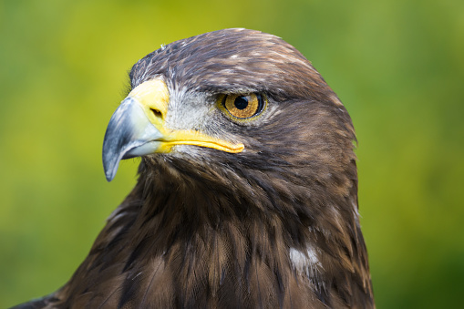 Closeup portrait of a european golden eagle