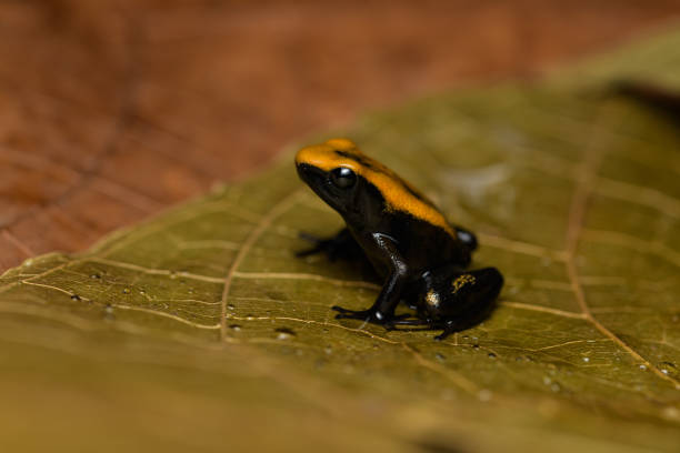 istock Golden poison frog 1172649265