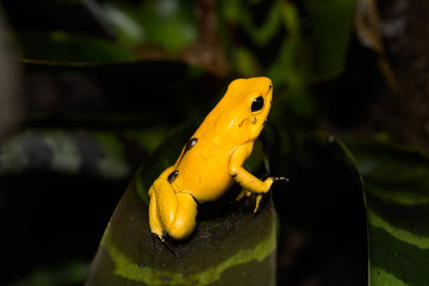 Golden poison frog on a bromeliad with tadpoles on its back