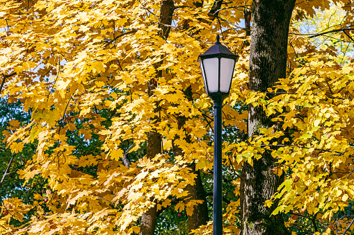 closeup view of park autumnal maple tree with gold leaves and black metal retro street lantern