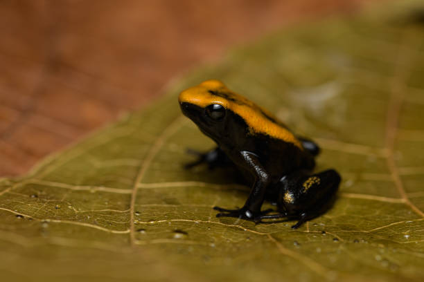 istock Golden poison frog 1172650117