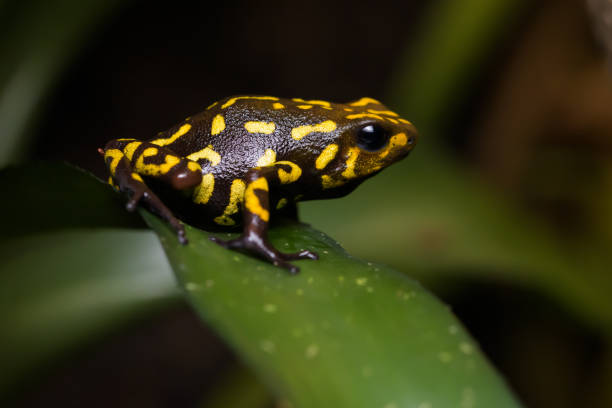 istock Harlequin poison dart frog 1172650128