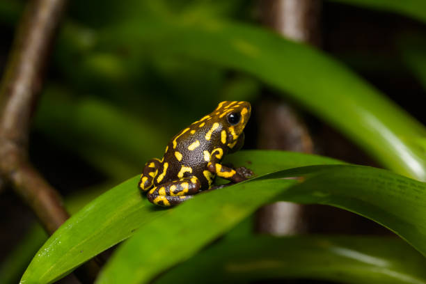 istock Harlequin poison dart frog 1172650232