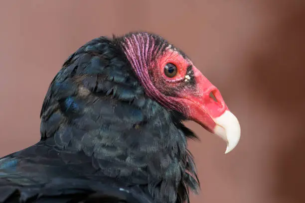 Photo of Turkey Vulture