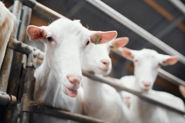 istock Home is where the herd is 1172650466