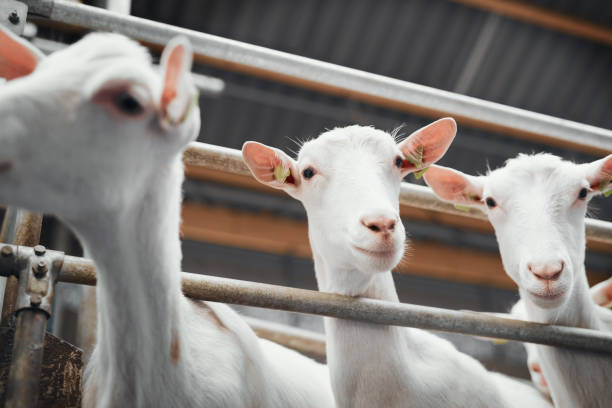Did someone say feeding time? Shot of a flock of goats in an enclosure at a dairy farm sheep shed stock pictures, royalty-free photos & images