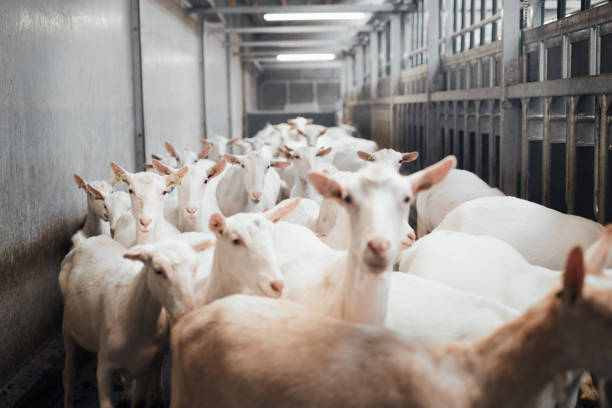 Shot of a flock of goats in an enclosure at a dairy farm