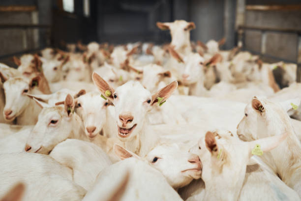 You've goat to be kidding me Shot of a flock of goats in an enclosure at a dairy farm goat pen stock pictures, royalty-free photos & images