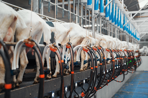 Shot of goats being mechanically milked at a dairy farm