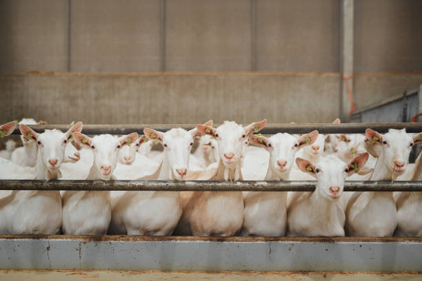 What a good looking flock of goats
