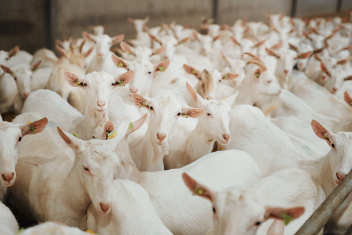 Shot of a flock of goats in an enclosure at a dairy farm