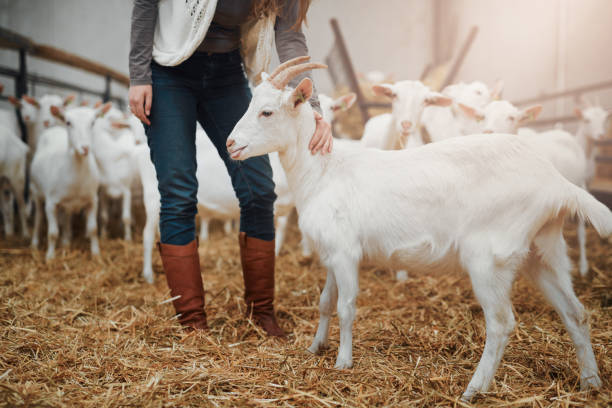 istock Happy goats are healthy goats 1172651945