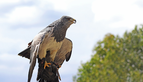 Beautiful bird of prey Aguja  is sitting of a falconer's glove in front of a cloud - sky