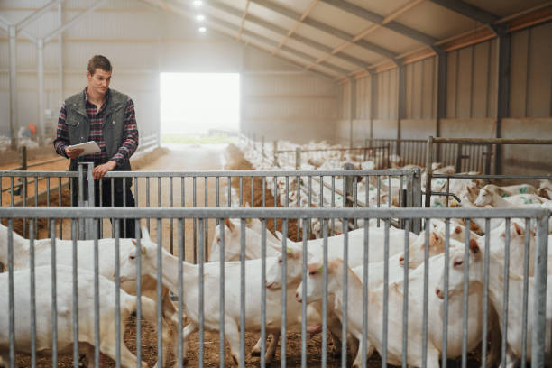 istock The expert in goat farming 1172652070