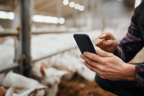 Tapped into all the info a farmer needs Cropped shot of a man using a smartphone at a goat farm goat pen stock pictures, royalty-free photos & images