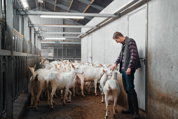 Who's a good goat? Shot of a young man caring for his goats at a dairy farm goat pen stock pictures, royalty-free photos & images