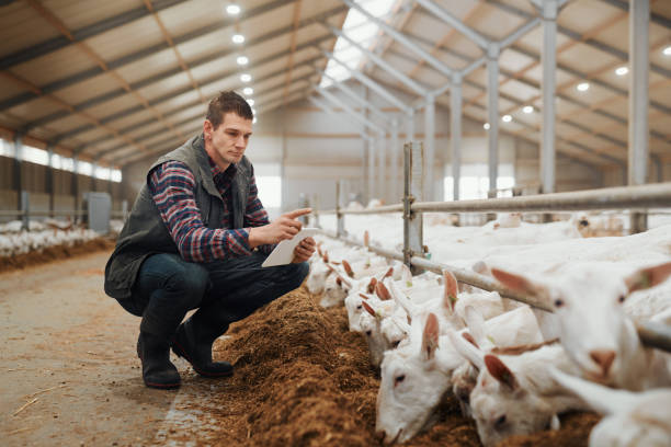 Managing a goat farm with the gift of smart tech