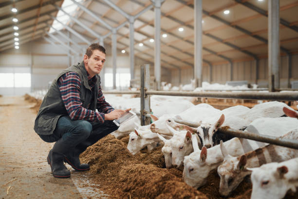 Mobile apps make this process so much simpler Shot of a young man using a digital tablet at a goat farm sheep shed stock pictures, royalty-free photos & images