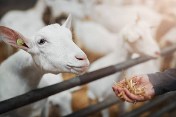 Healthy goats make good quality milk Cropped shot of a woman feeding a goat hay at a dairy farm sheep shed stock pictures, royalty-free photos & images