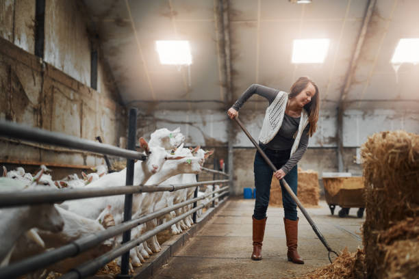 Clean farm = happy animals Shot of a confident young woman working at a goat farm goat pen stock pictures, royalty-free photos & images