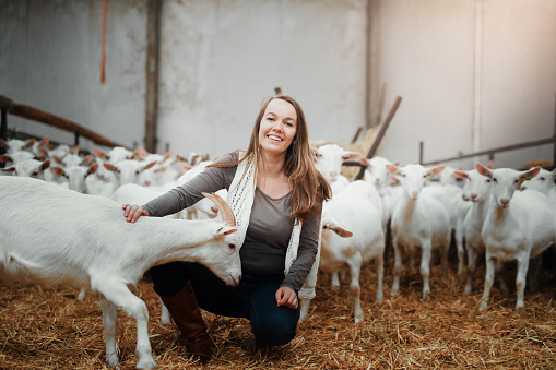Shot of a young woman caring for her goats at a dairy farm