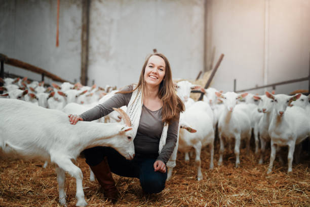 Have you visited our dairy farm? Shot of a young woman caring for her goats at a dairy farm goat pen stock pictures, royalty-free photos & images