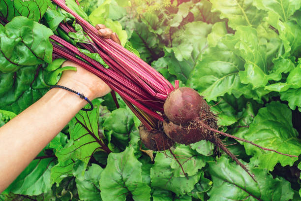 istock harvesting beets holding organic food 1172653331