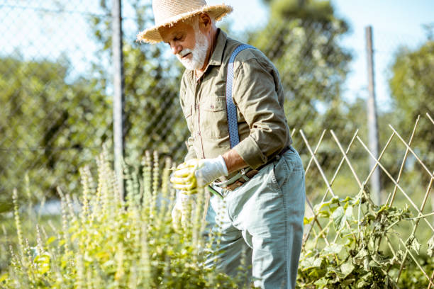 istock Senior man working on an organic vegetable garden 1172653467