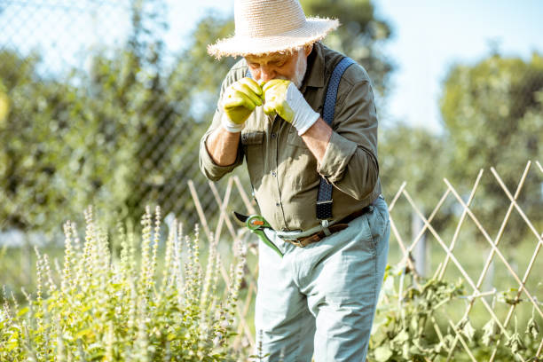 istock Senior man working on an organic vegetable garden 1172653977