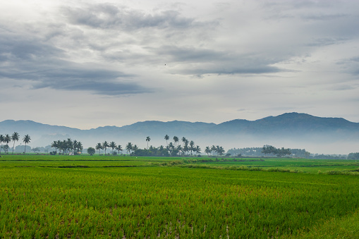 green rice field with palm tree and mountain background image is showing the growing of rice in an amazing background.