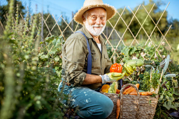 istock Senior man working on an organic vegetable garden 1172654538